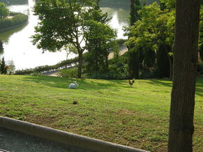 Mestský park v ktorom sa voľne prechádza domáce vtáctvo a králiky