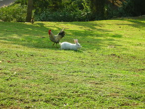 Mestský park v ktorom sa voľne prechádza domáce vtáctvo a králiky
