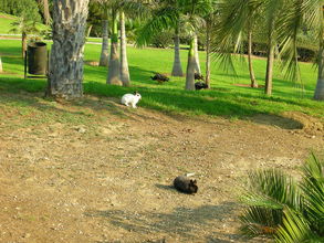 Mestský park v ktorom sa voľne prechádza domáce vtáctvo a králiky