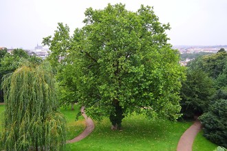 Záhrada vily Tugendhat