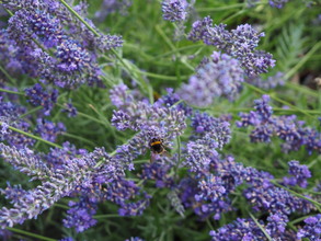 V záhrade vily Löw-Beer