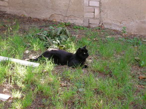 Brnianska mačka :-)