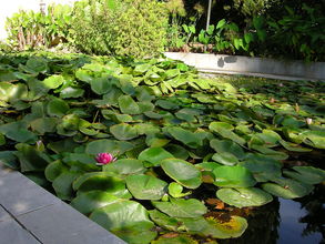 Botanická záhrada La Concepcion