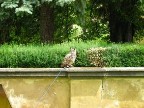 V Kráľovskej záhrade