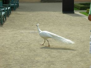 Valdštejnská záhrada