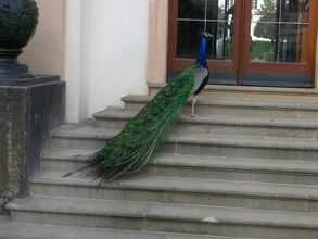 Valdštejnská záhrada